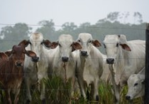 W Unii pojawiło się mięso z zakazanym hormonem wzrostu. Jest reakcja Komisji Europejskiej