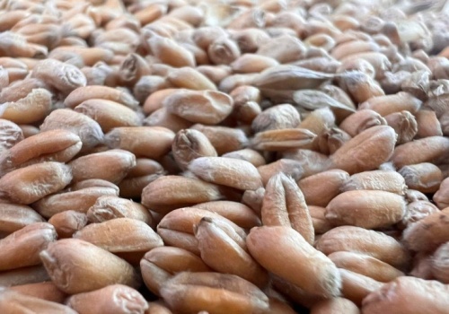 Mocny wzrost ceny pszenicy na koniec tygodnia