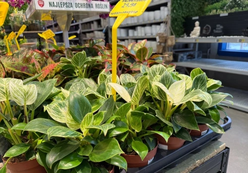 W Castoramie pojawiły się wyjątkowo ładne filodendrony. Kosztują niewiele, a mogą zdobić dom przez lata