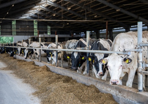 Lepsza zapłata za bydło i świnie? IJHARS ma na to sposób