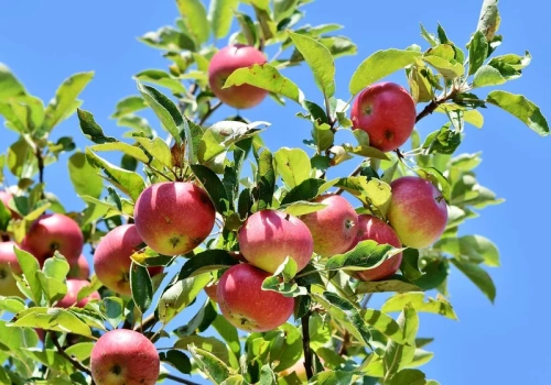 Nie kupuj sadzonki! Tak wyhodujesz jabłoń i gruszę z pestki – stary sposób naszych dziadków