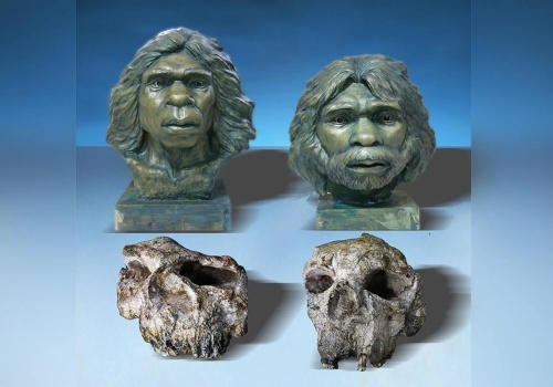 Czaszki tego gatunku wywracają ludzką ekspansje do góry nogami. Naukowcy pomylili się o ponad pół miliona lat