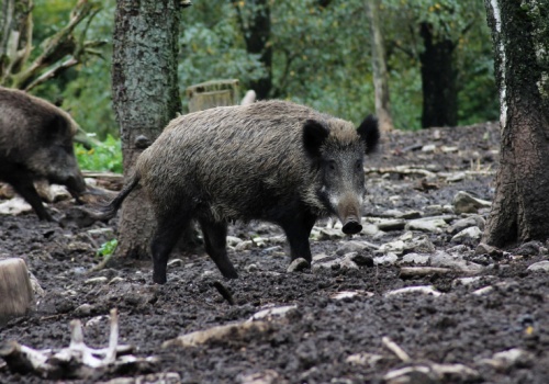 ASF nadal hula w Europie