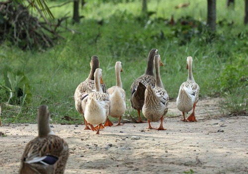 Kolejne dzielnice Szczecina z potwierdzoną ptasią grypą