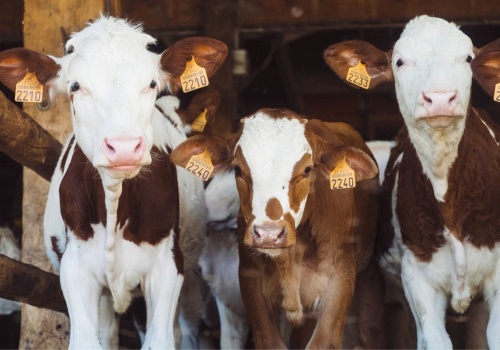Odszkodowania po likwidacji stad – będą wyższe i bardziej przejrzyste