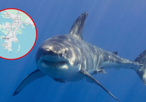 Tragedia podczas pływania. Rekin zaatakował lekarza