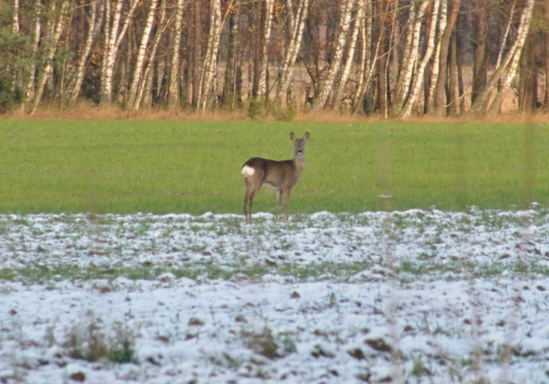 Miniona noc z dodatnimi temperaturami. IMGW ostrzega przed oblodzeniem na wschodzie kraju
