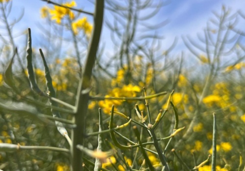 Ceny oleistych wzrosły w minionym tygodniu