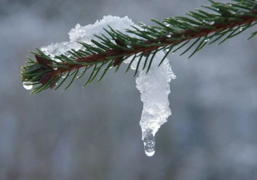 Czy to już wiosna? Prognoza pogody dla głównych stref uprawy jagodowych w Polsce