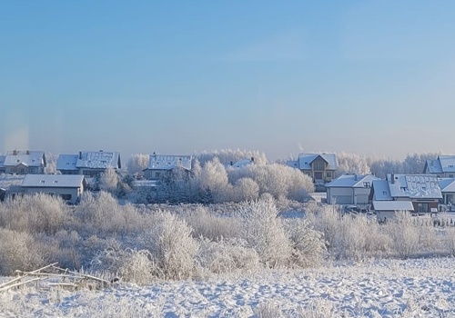 Zagryziona i częściowo zjedzona sarna pod Olsztynem. Mieszkańcy alarmują o groźnym drapieżniku