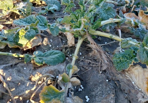 Prawo prawem, ale… rośliny czekają na azot