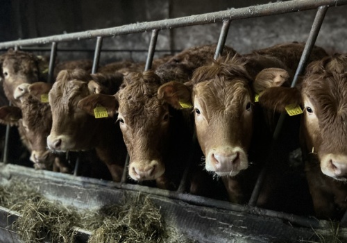 1,81 mln sztuk bydła i 2,48 mln świń. Trend spadkowy w Austrii się pogłębia