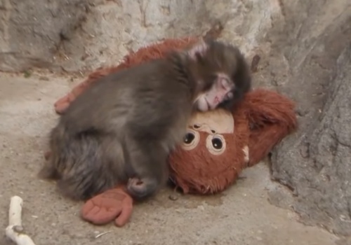 Makak tulił pluszaka. Internet rzucił się na zabawkę