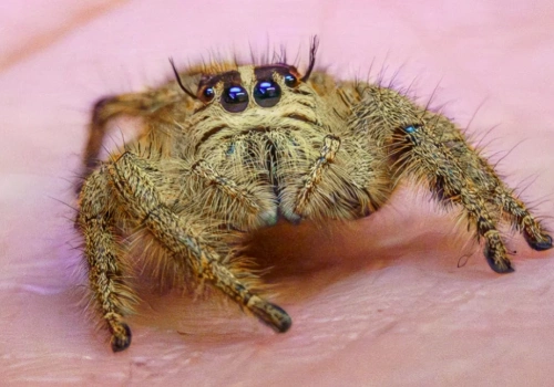 Giełda Biżuterii, Minerałów i Skamieniałości oraz wystawa Dragon Expo