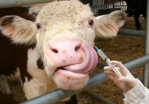 Niebieski język w stadzie 1600 sztuk bydła. Nowe ognisko w Polsce