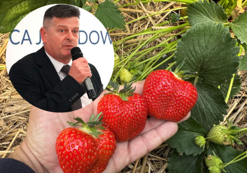 Wysoki plon truskawek: nowe podejście do mikrobiologii gleby