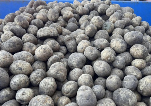 Ceny hurtowe ziemniaka w lutym 2026. Potencjał dla rynku ziemniaka jest, ale wymaga planowania