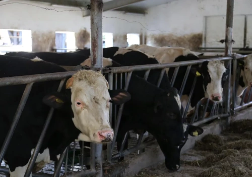 Ceny bydła 24.02.2026: jakie ceny wolców, byków, jałówek i krów?