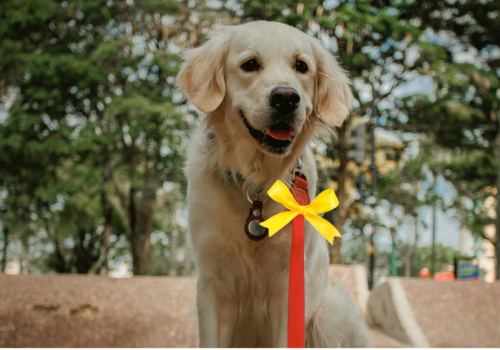 Widzisz psa z żółtą wstążką? Lepiej się do niego nie zbliżaj