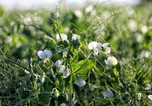 Przełom w uprawie roślin białkowych. Polska ma pierwszy groch ozimy