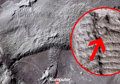 Naukowcy odkryli najstarszy odcisk skóry gada. Uwagę zwraca jeden szczegół