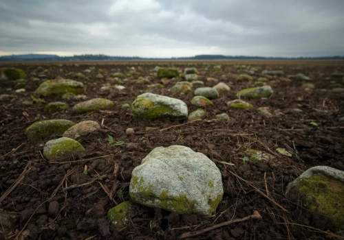 Ile wsparcia za hektar na usunięcie kamieni? Rolnicy mogą jeszcze zdążyć z wnioskiem