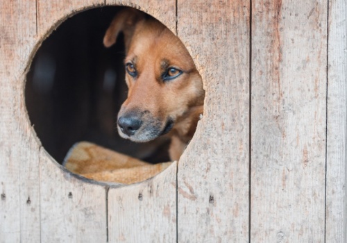 Ustawa łańcuchowa na nowo. Projekt poparło 500 tys. Polaków