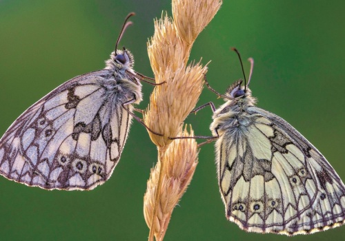 Skrzydła tego motyla zdobi niezwykły wzór. Jego kształt zależy od jednego czynnika