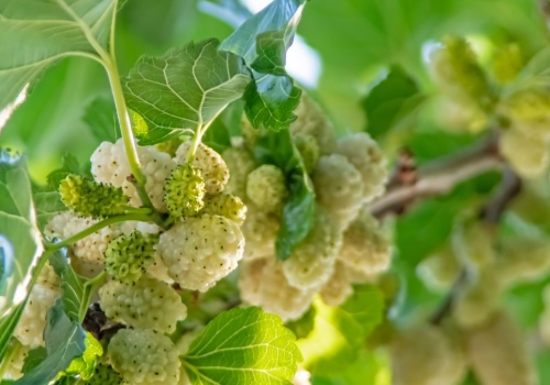 Pomaga ograniczyć słodycze, wspiera trawienie i ułatwia kontrolę wagi. Wystarczy łyżeczka dziennie