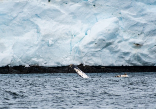 Tajemnica sprzed 23 milionów lat odkryta pod lodem Antarktydy
