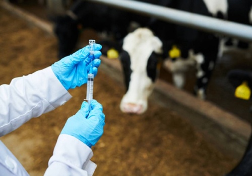 Brazylia wysłała do Europy wołowinę skażoną hormonami. Bruksela będzie interweniować… za pół roku