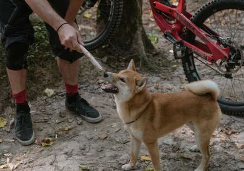 Zaraz zacznie się sezon rowerowy, więc zadbaj o OC na rower. I przy okazji na psa