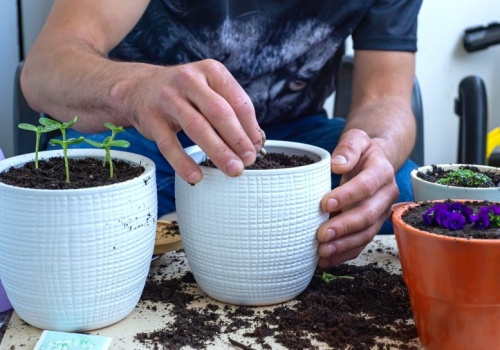 Zasiej wiosną w doniczce, a nie pożałujesz. Razem z kwiatem wzejdzie miłość i fortuna
