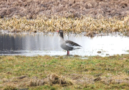 Ornitolodzy podsumowali zimowe liczenie ptaków