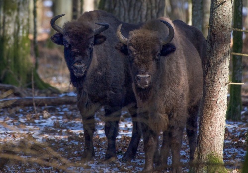 Populacja żubrów w Puszczy Białowieskiej zwiększyła się i to do rekordowej liczby
