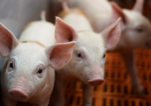 Produkcja wieprzowiny pod presją umów handlowych. To nie koniec problemów