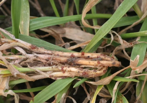 Jak odróżnić pałecznicę od pleśni śniegowej?