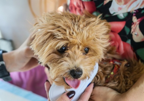 Psy i koty pod kontrolą. Rząd przyjął ustawę o rejestrze zwierząt