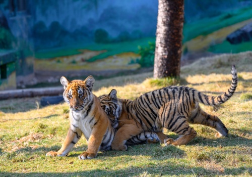 Tajlandia. Nie żyją 72 tygrysy. Trwa dochodzenie