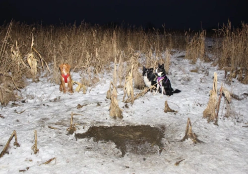 Nowy pomysł na ASF: wolne pasy przy lasach