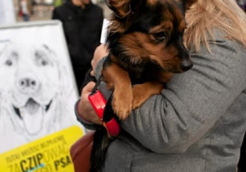 Będzie obowiązek czipowania zwierząt? Rząd przyjął KROPiK