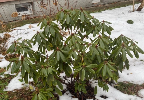 Wiosną zrób to z rododendronem, a obsypie się kwiatami. Termin cięcia jest kluczowy