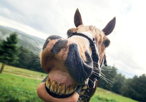 Naukowcy odkryli sekret koni. Mają coś wspólnego z myszami