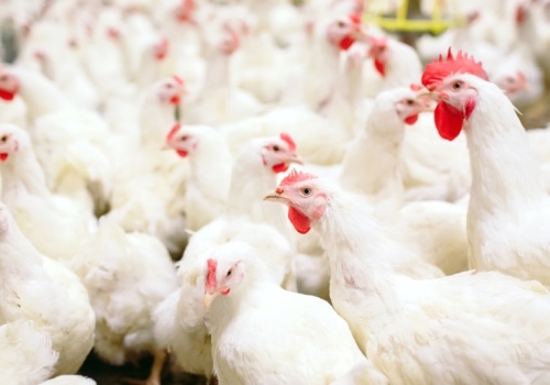 Ptasia grypa w Kujawsko-Pomorskiem. 8,5 tys. gęsi i 55 tys. kur w ogniskach