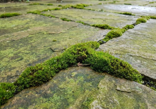 Zielony nalot wraca każdej wiosny. 20 gramów zrobi różnicę, ale trzeba działać szybko