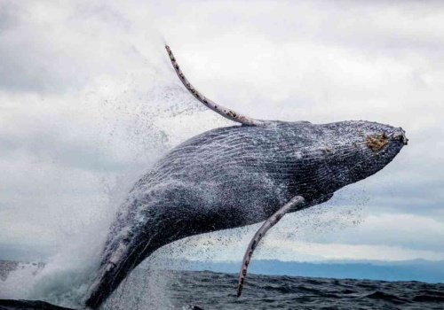 Harpuny i gigantyczne walenie. 5 tys. lat temu wyruszali na morskie łowy