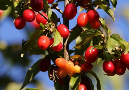 Kilogram za 4,2 tys. zł. „Polska oliwka” robi furorę na europejskich stołach