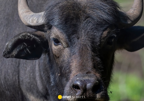 250 bawołów posłucha piosenek z festiwalu Sanremo. Hodowcy bydła tłumaczą