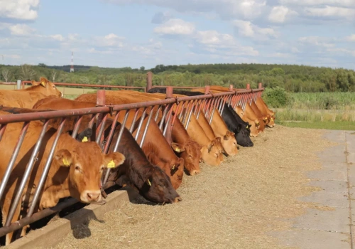 Bydło trzyma cenę, ale konkurencja się zaostrza. Ile dziś płacą ubojnie?
