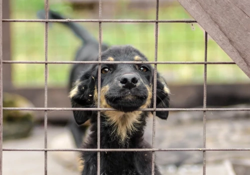 Nowy obowiązek dla milionów właścicieli psów. Jest przełomowa decyzja